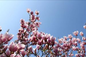 Magnolia against blue sky